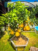 Fruchtbäume mit großen Pomelos Nordvietnam, Vietnam