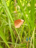 Schmetterling in der Vegetation entlang des Wanderwegs am Chum River in Pu Luong, Vietnam