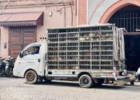 2. Tag - Geflügeltransport, Marrakesch 