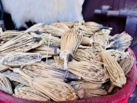 2. Tag - Marokkanische Zahnstocher 