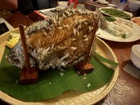 Mekong Delta Elefantenohrfisch