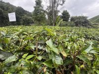 ...in den Cameron Highlands (3)