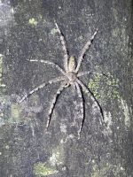 ...nächtliche Wanderung im Regenwald (2)