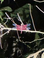 ...nächtliche Wanderung im Regenwald (3)