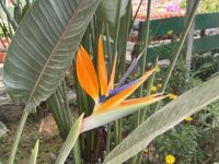 ...im Buttefly Garden (2)