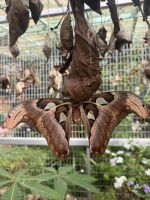 ...im Buttefly Garden (4)