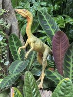 ...im Cloud Forest (1)