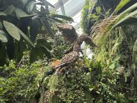 ...im Cloud Forest (5)