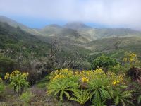 Blick zum Fortaleza/Garajonay Nationalpark/La Gomera/Kanaren