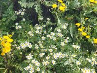 Garajonay Nationalpark/La Gomera/Kanaren