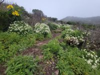 Garajonay Nationalpark/La Gomera/Kanaren