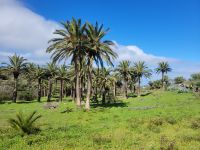 Kanarische Dattelpalmen Las Hayas/La Gomera/Kanaren