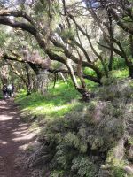Las Creces bei Las Hayas/Garajonay Nationalpark/La Gomera/Kanaren