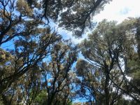 Las Creces bei Las Hayas/Garajonay Nationalpark/La Gomera/Kanaren