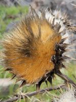 wilde Artischocke/Imada/La Gomera/Kanaren