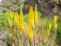 Aloe Vera/La Gomera/Kanaren
