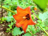 Kanarische Glockenblume/La Gomera/Kanaren