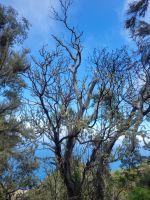 Wanderung von Las Rosas zum Mirador de Abrante/La Gomera/Kanaren