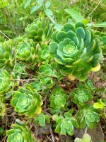 Wolfsmilchgewächs/Wanderung von Rosas zum Mirador de Abrante/La Gomera/Kanaren