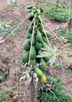 Agulo/La Gomera/Kanaren