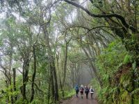 El Cedro Nebelwald/Garajonay-Nationalpark/La Gomera/Kanaren
