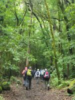 El Cedro Nebelwald/Garajonay-Nationalpark/La Gomera/Kanaren