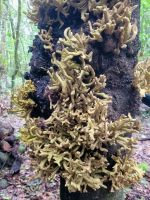 Lorbeerpilz/El Cedro Nebelwald/Garajonay-Nationalpark/La Gomera/Kanaren