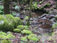 El Cedro Nebelwald/Garajonay-Nationalpark/La Gomera/Kanaren