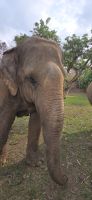 Kanta elephant sanctuary (7)