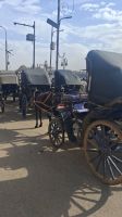 Kutschen in Edfu