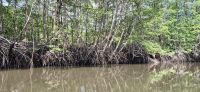 172 Fahrt durch die Mangroven