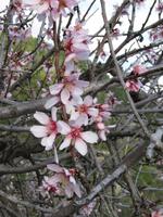 Mandelblüte