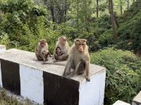 auf dem Weg nach Ooty