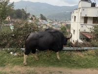 Gaur in Wellington