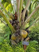 Coco de Mer, botanischer Garten 