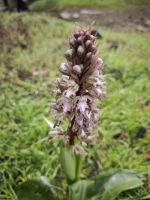 Orchidee Riesenknapenkraut auf der Wanderung zur Scheunendachkirche
