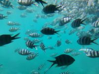 Unterwasserwelt im  St. Anne Marine National Park du