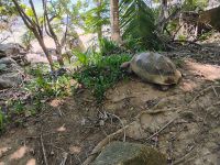 Wanderung auf Moyenne Island, Riesenschildkröten überall 