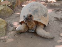 Aldabra Riesenschildkröten auf Moyenne Island 