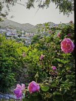 Besichtigung Rosenmanufaktur in Agros, Zypern