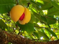 Muskatnussbaum, Jardin du Roi - Gewürzgarten, Mahé 