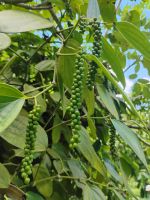 Pfefferbaum, Jardin du Roi - Gewürzgarten, Mahé 