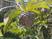 Custard Apple - Zimtapfel, Jardin du Roi - Gewürzgarten, Mahé 
