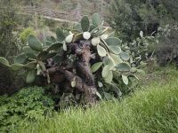 Am Wegesrand des Bachdurchquerung auf dem Gialia Nature Trail bei Gialia, Zypern