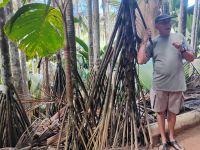 Vallée de Mai, Praslin 