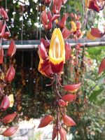  Orchidenn - Brinchang - Malaysia