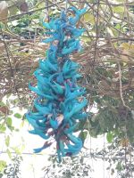 Orchideen  - Brinchang - Malaysia