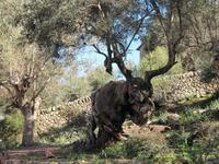 Der Baum sieht aus wie ein Elch oder Hirsch