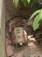 Angkor Centre for Conservation of Biodiversity - Gelbkopfschildkröte
