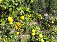 Finca Balitx d'Avall